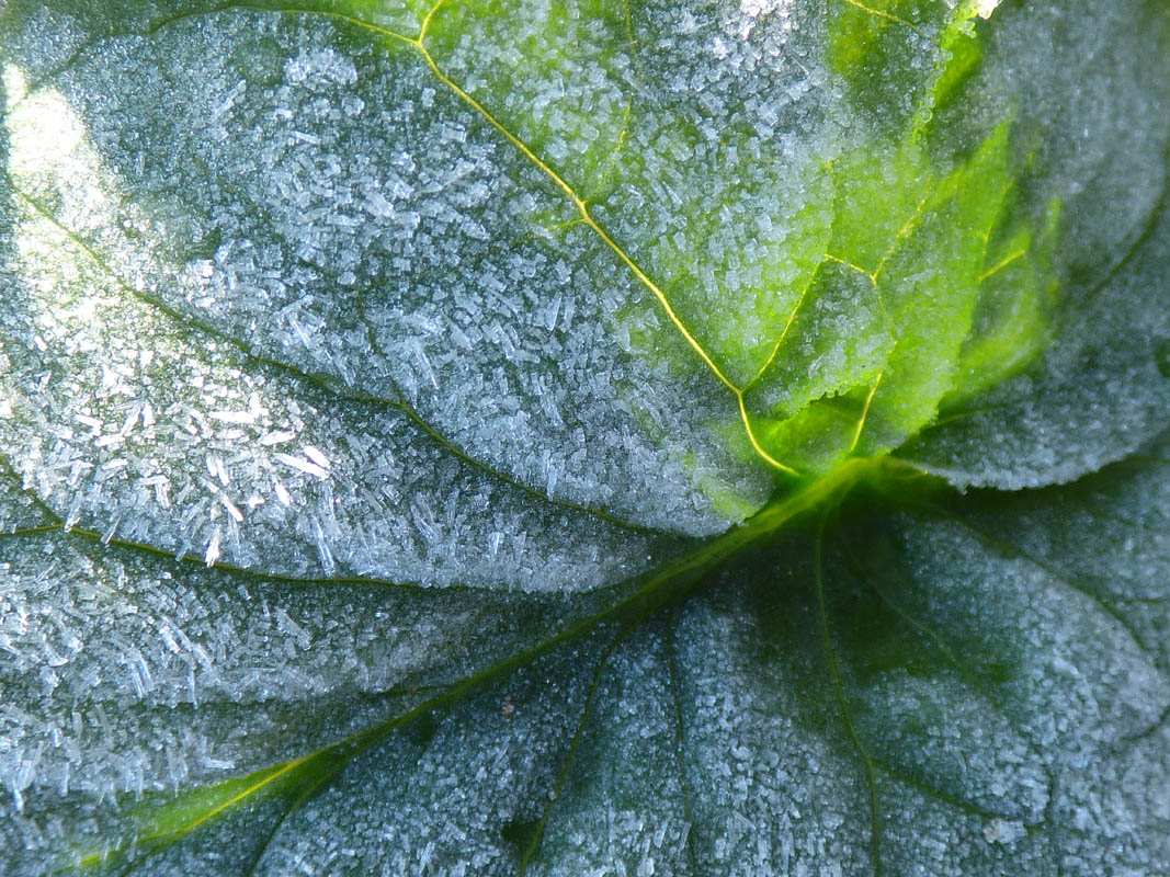 Vert de Cristal